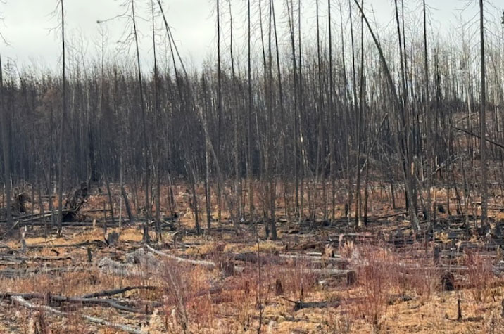 En premier plan, des fragments d’arbres calcinés jonchent l’herbe jaune. En deuxième plan se dressent des troncs d’arbres dénudés. Le ciel est bleu-gris.