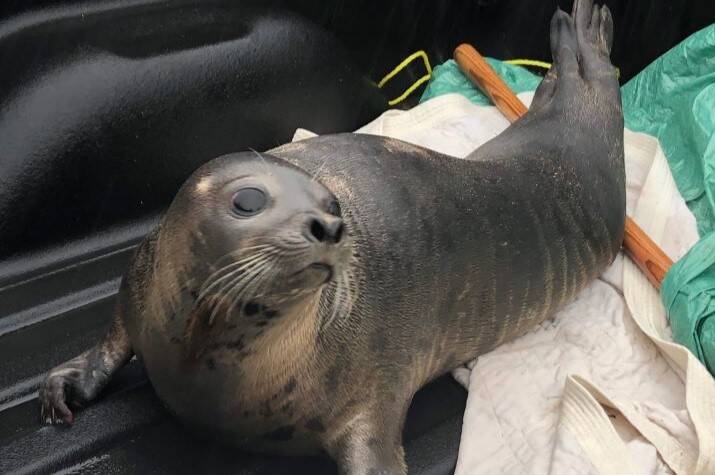 A seal lays in the back of a pickup truck.