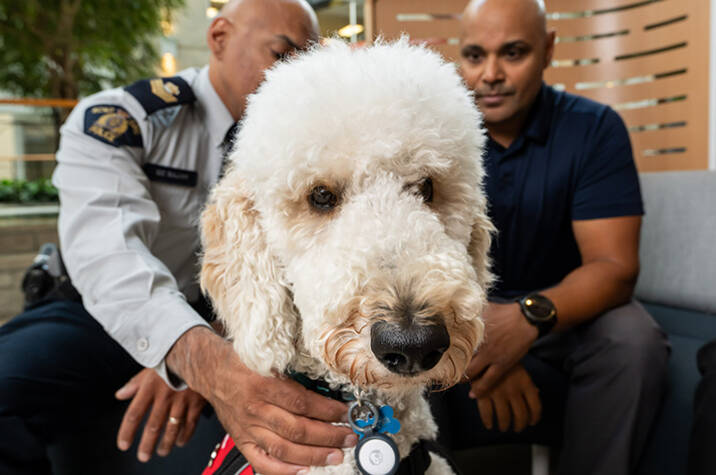 A portrait of a white poodle in a service vest. Two men, one in RCMP uniform and the other in civilian clothes, sit in the background.