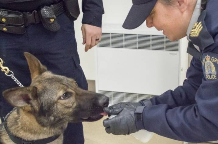 A female officer presents fentanyl to a police service dog on a leash.
