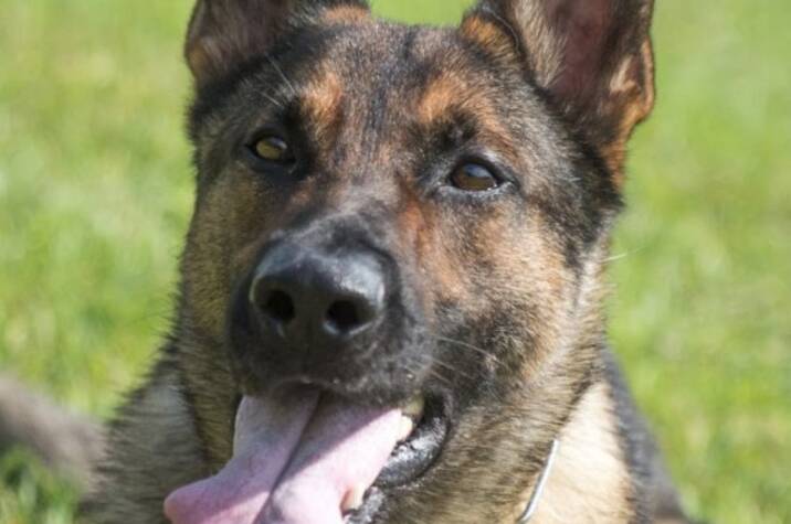 Adult German shepherd dog lies on grass.