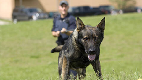 Police dog scanning a grass field